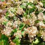 Angelica atropurpurea Плід