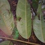 Dacryodes edulis Leaf