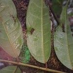 Pachylobus edulis Leaf