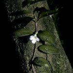 Codonanthopsis crassifolia Costuma