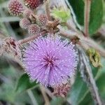 Mimosa albida Flower