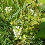 Cochlearia officinalis ᱵᱟᱦᱟ