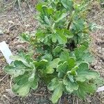 Chrysanthemum × morifolium Feuille