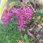 Medinilla speciosa Frutto