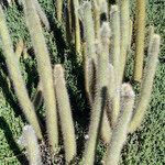 Cleistocactus hyalacanthus Pokrój