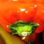 Capsicum annuum Arall