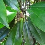 Bruguiera sexangula फल