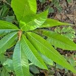 Alstonia macrophylla Levél