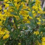 Genista germanica ഇല