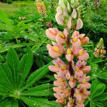 Lupinus polyphyllus Fleur