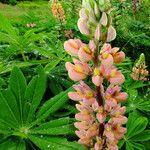 Lupinus polyphyllus Квітка