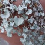 Dichondra argenteaFolio