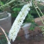 Acacia ataxacantha Λουλούδι