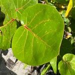 Coccoloba uvifera Yaprak