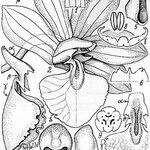 Dendrobium virotii Máis