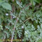 Katapsuxis silaifolia Mosusu