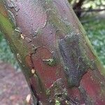 Cephalotaxus fortunei Bark