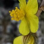 Helianthemum marifolium Kukka