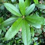 Rhododendron ponticumLiść