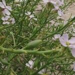 Cakile maritima 花