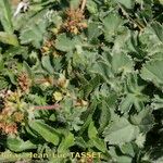 Alchemilla flabellata Συνήθη χαρακτηριστικά