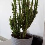 Tephrocactus verschaffeltii Lehti