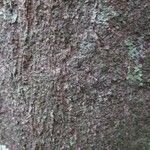 Elvasia elvasioides Bark