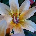 Lewisia cotyledon Flor