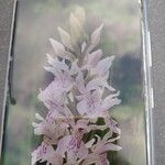 Dactylorhiza maculata Kukka