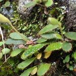 Elaphoglossum spatulatum Habitus