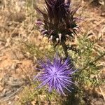 Cynara humilis 花