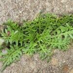 Lepidium didymum Leaf