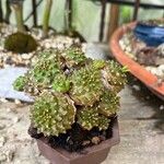 Euphorbia bupleurifolia 葉