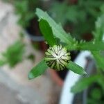 Leucanthemum ircutianum Kwiat