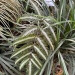 Pteris quadriaurita Blad