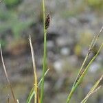 Carex saxatilis ശീലം