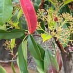 Photinia × fraseri Leaf