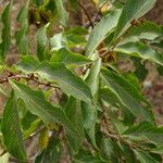 Combretum micranthum Leaf