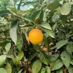 Citrus maxima Fruchs