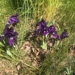 Iris aphylla Flower