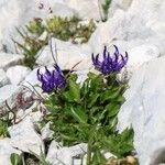 Phyteuma sieberi Flor