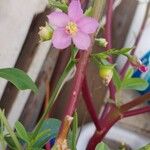 Talinum fruticosum Fruit