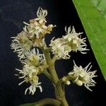 Miconia affinis Іншае