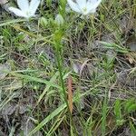 Triteleia hyacinthina Blüte