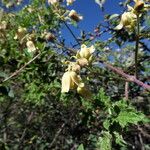 Clematis rehderiana Hábito