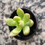 Sedum adolphi Leaf