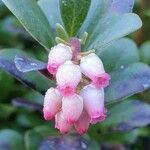 Arctostaphylos uva-ursiVirág