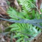Trichosandra borbonica Hoja