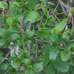 Vaccinium arboreum Leaf