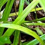 Carex intumescens ഇല